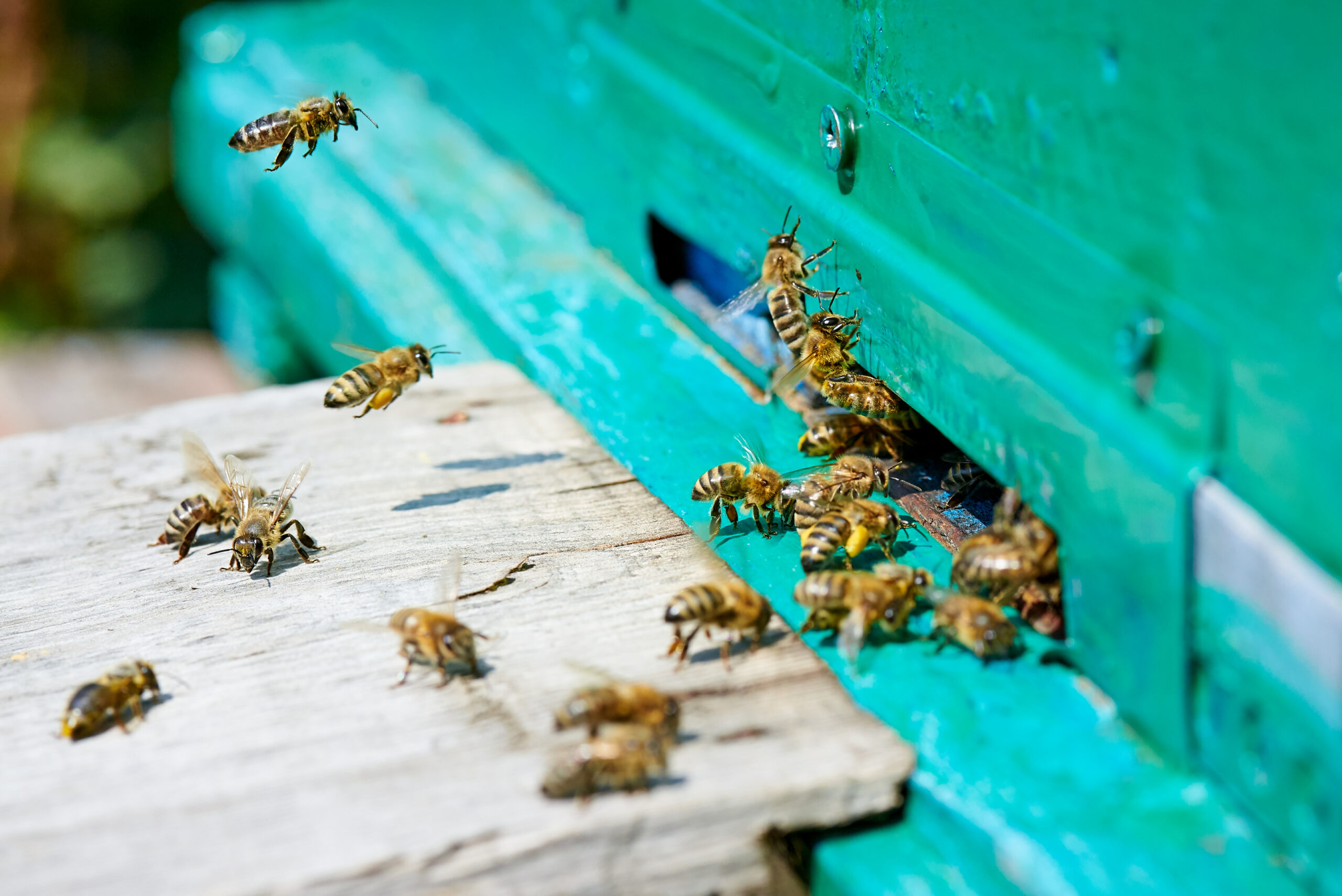 Honey bee in the entrance to a wooden beehive.