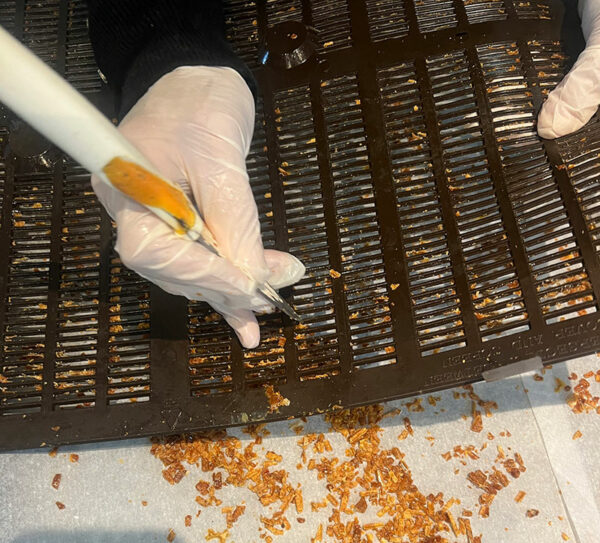 la propolis est extraite des grilles posées sur les ruches en fin de miellée