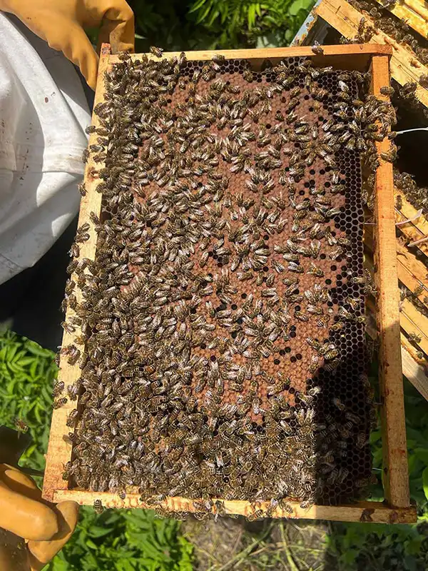 cadre-a-jambage-ruche-miel-abeilles-le-rucher-de-paco