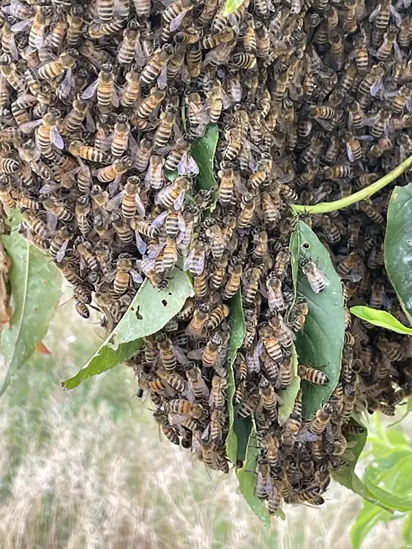essaim-naturel Essaim naturel d'abeille