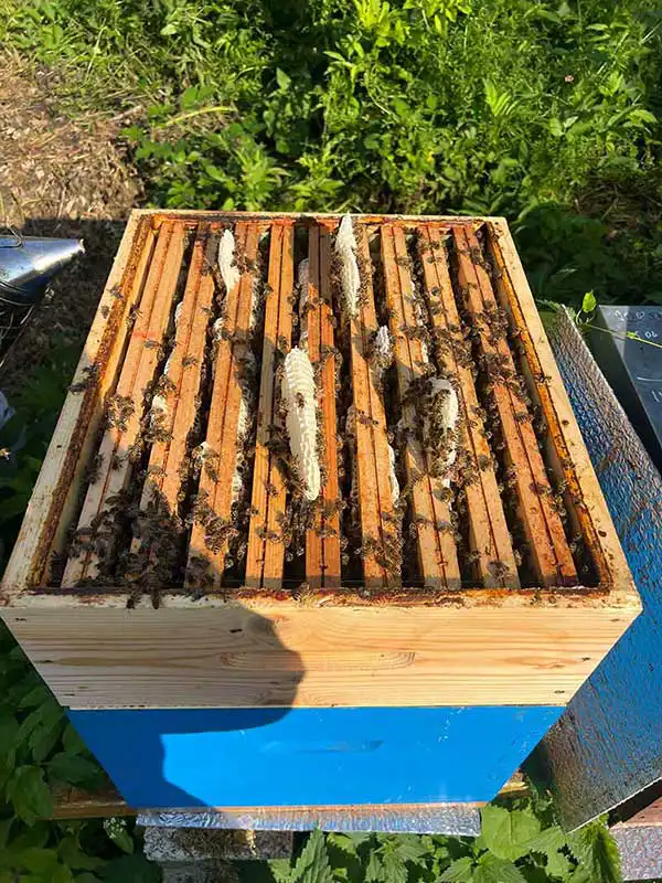 le-rucher-de-paco-ruche-ouverte Ruches miel abeilles. Produits à la cire d’abeille miel et huiles végétales